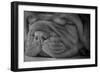 Cute Puppy - Dogue De Bordeaux-Willee Cole-Framed Photographic Print