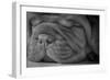 Cute Puppy - Dogue De Bordeaux-Willee Cole-Framed Photographic Print