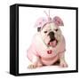 Cute Puppy - English Bulldog Female Wearing Cute Costume-Willee Cole-Framed Stretched Canvas