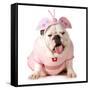 Cute Puppy - English Bulldog Female Wearing Cute Costume-Willee Cole-Framed Stretched Canvas