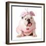 Cute Puppy - English Bulldog Female Wearing Cute Costume-Willee Cole-Framed Photographic Print