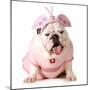 Cute Puppy - English Bulldog Female Wearing Cute Costume-Willee Cole-Mounted Photographic Print