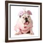 Cute Puppy - English Bulldog Female Wearing Cute Costume-Willee Cole-Framed Photographic Print