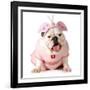 Cute Puppy - English Bulldog Female Wearing Cute Costume-Willee Cole-Framed Photographic Print