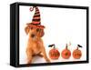 Cute Puppy Wearing a Halloween Witch Hat with Pumpkins-Hannamariah-Framed Stretched Canvas