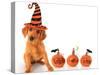 Cute Puppy Wearing a Halloween Witch Hat with Pumpkins-Hannamariah-Stretched Canvas