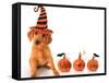 Cute Puppy Wearing a Halloween Witch Hat with Pumpkins-Hannamariah-Framed Stretched Canvas