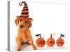 Cute Puppy Wearing a Halloween Witch Hat with Pumpkins-Hannamariah-Stretched Canvas