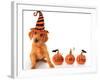 Cute Puppy Wearing a Halloween Witch Hat with Pumpkins-Hannamariah-Framed Photographic Print