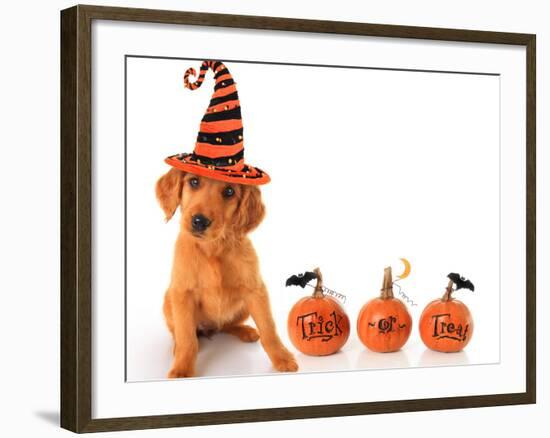 Cute Puppy Wearing a Halloween Witch Hat with Pumpkins-Hannamariah-Framed Photographic Print