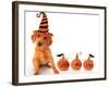 Cute Puppy Wearing a Halloween Witch Hat with Pumpkins-Hannamariah-Framed Photographic Print