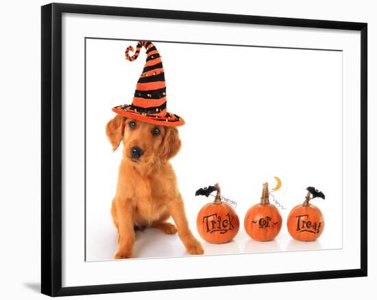 Cute Puppy Wearing a Halloween Witch Hat with Pumpkins-Hannamariah-Framed Photographic Print