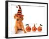 Cute Puppy Wearing a Halloween Witch Hat with Pumpkins-Hannamariah-Framed Photographic Print