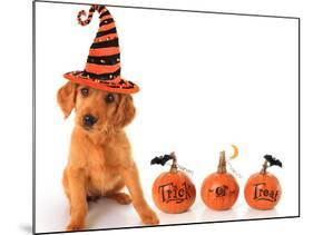 Cute Puppy Wearing a Halloween Witch Hat with Pumpkins-Hannamariah-Mounted Photographic Print