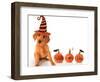 Cute Puppy Wearing a Halloween Witch Hat with Pumpkins-Hannamariah-Framed Photographic Print