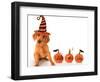 Cute Puppy Wearing a Halloween Witch Hat with Pumpkins-Hannamariah-Framed Photographic Print