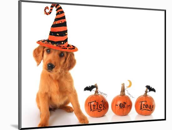Cute Puppy Wearing a Halloween Witch Hat with Pumpkins-Hannamariah-Mounted Photographic Print
