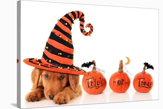 Cute Puppy Wearing a Halloween Witch Hat-Hannamariah-Stretched Canvas