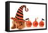 Cute Puppy Wearing a Halloween Witch Hat-Hannamariah-Framed Stretched Canvas