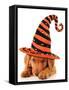 Cute Puppy Wearing a Halloween Witch Hat-Hannamariah-Framed Stretched Canvas