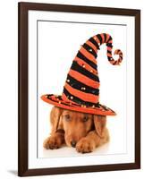 Cute Puppy Wearing a Halloween Witch Hat-Hannamariah-Framed Photographic Print