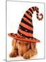 Cute Puppy Wearing a Halloween Witch Hat-Hannamariah-Mounted Photographic Print