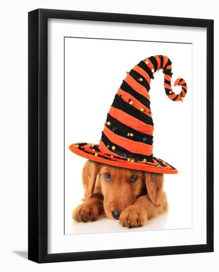 Cute Puppy Wearing a Halloween Witch Hat-Hannamariah-Framed Photographic Print