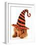 Cute Puppy Wearing a Halloween Witch Hat-Hannamariah-Framed Photographic Print