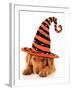 Cute Puppy Wearing a Halloween Witch Hat-Hannamariah-Framed Photographic Print