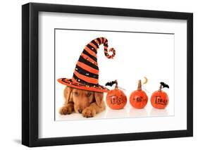 Cute Puppy Wearing a Halloween Witch Hat-Hannamariah-Framed Photographic Print