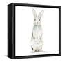 Cute Rabbit-Patricia Pinto-Framed Stretched Canvas