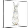 Cute Rabbit-Patricia Pinto-Mounted Art Print