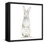 Cute Rabbit-Patricia Pinto-Framed Stretched Canvas
