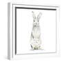 Cute Rabbit-Patricia Pinto-Framed Art Print