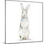 Cute Rabbit-Patricia Pinto-Mounted Art Print