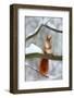 Cute Red Squirrel in Winter Scene with Snow Blurred Forest in the Background. Wildlife Winter Scene-Ondrej Prosicky-Framed Photographic Print