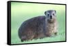 Cute Rock Hyrax Animal-Four Oaks-Framed Stretched Canvas