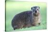 Cute Rock Hyrax Animal-Four Oaks-Stretched Canvas