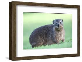 Cute Rock Hyrax Animal-Four Oaks-Framed Photographic Print