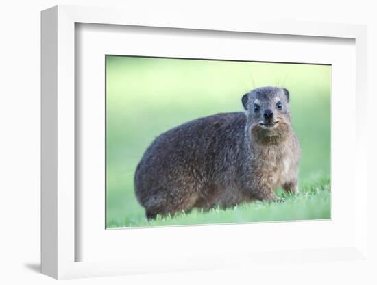 Cute Rock Hyrax Animal-Four Oaks-Framed Photographic Print