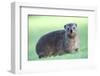 Cute Rock Hyrax Animal-Four Oaks-Framed Photographic Print