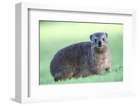 Cute Rock Hyrax Animal-Four Oaks-Framed Photographic Print