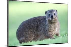 Cute Rock Hyrax Animal-Four Oaks-Mounted Photographic Print