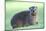 Cute Rock Hyrax Animal-Four Oaks-Mounted Photographic Print