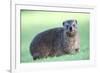 Cute Rock Hyrax Animal-Four Oaks-Framed Photographic Print