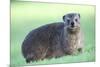 Cute Rock Hyrax Animal-Four Oaks-Mounted Photographic Print