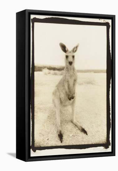 Cute Roo, Australia-Theo Westenberger-Framed Stretched Canvas