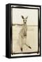 Cute Roo, Australia-Theo Westenberger-Framed Stretched Canvas