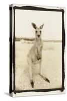 Cute Roo, Australia-Theo Westenberger-Stretched Canvas