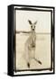 Cute Roo, Australia-Theo Westenberger-Framed Stretched Canvas